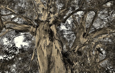 (37a) - The Tree Papers Locri Calabria on 29-07-2013 - © Michele Chianese
